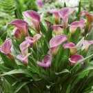 20 PCS Seeds Rare Mixed Colorful Calla Lily Flowers 20 PCS Seeds Rare Mixed Colorful Calla Lily Flowers