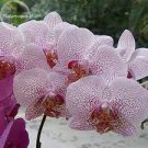 100 PCS Seeds Rare Mixed Colorful Phalaenopsis Amabilis Butterfly Orchid 100 PCS Seeds Rare Mixed Colorful Phalaenopsis Amabilis Butterfly Orchid