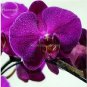 100 PCS Seeds Rare Mixed Colorful Phalaenopsis Amabilis Butterfly Orchid