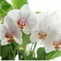 100 PCS Seeds Rare Mixed Colorful Phalaenopsis Amabilis Butterfly Orchid