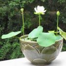 20 PCS Seeds Rare Mixed Colors Lotus Beautiful Flowers 20 PCS Seeds Rare Mixed Colors Lotus Beautiful Flowers