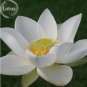 20 PCS Seeds Rare Mixed Colors Lotus Beautiful Flowers