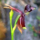 100 PCS Seeds Rare Mixed Flying Duck Orchid Bonsai Perennial Flowers
