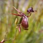 100 PCS Seeds Rare Mixed Flying Duck Orchid Bonsai Perennial Flowers