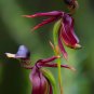 100 PCS Seeds Rare Mixed Flying Duck Orchid Bonsai Perennial Flowers