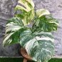 50 PCS Seeds Rare Mixed Monstera Potted Plant Turtle Leaves Perennial Flowers Garden