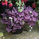 200 PCS Seeds Rare Mixed Oxalis Bonsai Flowers Cuckooflower Rotary Sorrel Versicolor