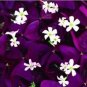 200 PCS Seeds Rare Mixed Oxalis Bonsai Flowers Cuckooflower Rotary Sorrel Versicolor