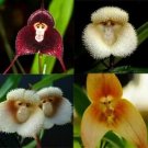 50 PCS Seeds Rare Monkey Face Orchid Flower 50 PCS Seeds Rare Monkey Face Orchid Flower
