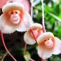 50 PCS Seeds Rare Monkey Face Orchid Flower