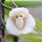 50 PCS Seeds Rare Monkey Face Orchid Flower