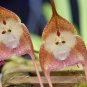 50 PCS Seeds Rare Monkey Face Orchid Flower