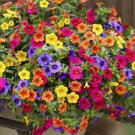 200 PCS Seeds Rare Morning Glory Flowers Seeds Very Beautiful Perennial Flowers