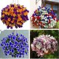 200 PCS Seeds Rare Morning Glory Flowers Seeds Very Beautiful Perennial Flowers