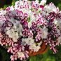200 PCS Seeds Rare Morning Glory Flowers Seeds Very Beautiful Perennial Flowers