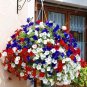 200 PCS Seeds Rare Morning Glory Flowers Seeds Very Beautiful Perennial Flowers