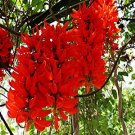 5 PCS Seeds Rare Mucuna Benettii Red Jade Vine 5 PCS Seeds Rare Mucuna Benettii Red Jade Vine