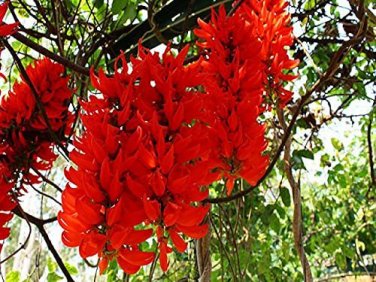 5 PCS Seeds Rare Mucuna Benettii Red Jade Vine