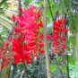 5 PCS Seeds Rare Mucuna Benettii Red Jade Vine