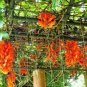 5 PCS Seeds Rare Mucuna Benettii Red Jade Vine