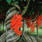 5 PCS Seeds Rare Mucuna Benettii Red Jade Vine