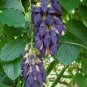 5 PCS Seeds Rare Mucuna Pruriens Black Jade Vine