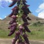 5 PCS Seeds Rare Mucuna Pruriens Black Jade Vine