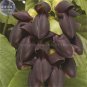 5 PCS Seeds Rare Mucuna Pruriens Black Jade Vine