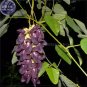 5 PCS Seeds Rare Mucuna Pruriens Black Jade Vine