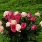 200 PCS Seeds Rare MUL-Color Rose Amazingly Beautiful Indoor Rainbow Roses