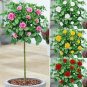 200 PCS Seeds Rare MUL-Color Rose Amazingly Beautiful Indoor Rainbow Roses