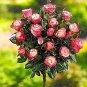 200 PCS Seeds Rare MUL-Color Rose Amazingly Beautiful Indoor Rainbow Roses