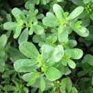 120 PCS Seeds Rare Natural Organic Purslane