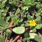 120 PCS Seeds Rare Natural Organic Purslane