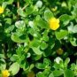 120 PCS Seeds Rare Natural Organic Purslane