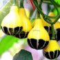 8 PCS Seeds Rare Naughty Boy Black Yellow Pumpkin