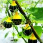 8 PCS Seeds Rare Naughty Boy Black Yellow Pumpkin