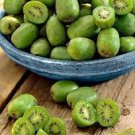50 PCS Seeds Rare New Variety Mini Kiwi Fruit Organic