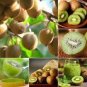 50 PCS Seeds Rare New Variety Mini Kiwi Fruit Organic
