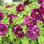 5 PCS Seeds Rare New 'Za Gu' Pink Purple Peony Tree Flower
