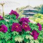 5 PCS Seeds Rare New 'Za Gu' Pink Purple Peony Tree Flower