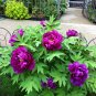 5 PCS Seeds Rare New 'Za Gu' Pink Purple Peony Tree Flower