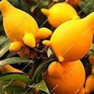 50 PCS Seeds Rare Nipple Eggplant 50 PCS Seeds Rare Nipple Eggplant