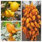 50 PCS Seeds Rare Nipple Eggplant