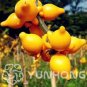 50 PCS Seeds Rare Nipple Eggplant