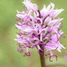 100 PCS Seeds Rare Orchid Man Flowers Monkey Orchid 100 PCS Seeds Rare Orchid Man Flowers Monkey Orchid