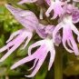 100 PCS Seeds Rare Orchid Man Flowers Monkey Orchid