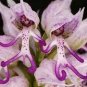 100 PCS Seeds Rare Orchid Man Flowers Monkey Orchid
