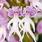 100 PCS Seeds Rare Orchid Man Flowers Monkey Orchid