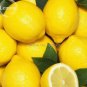 20 PCS Seeds Rare Outdoor Organic Yellow Big Lemon Tree